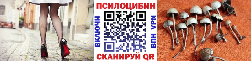 купить наркоту  Дмитровск  Галлюциногенные грибы Psilocybine cubensis 